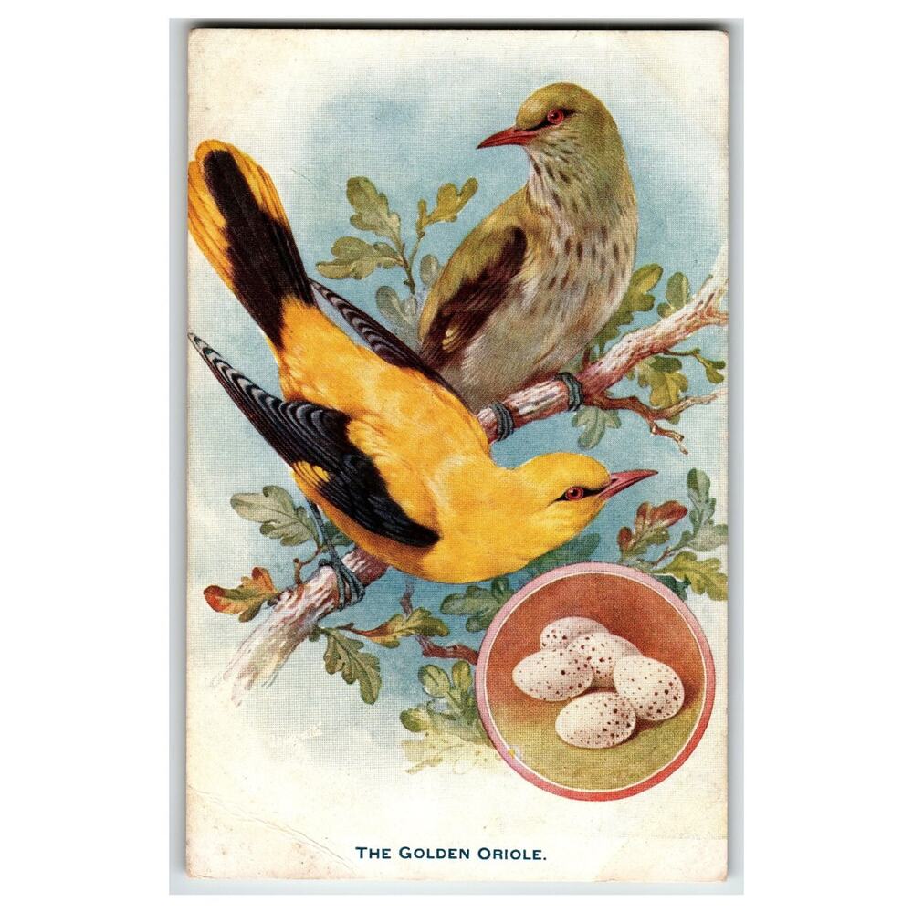 Raphael Tuck Golden Oriole Birds & Eggs Art Postcard 928 British Birds
